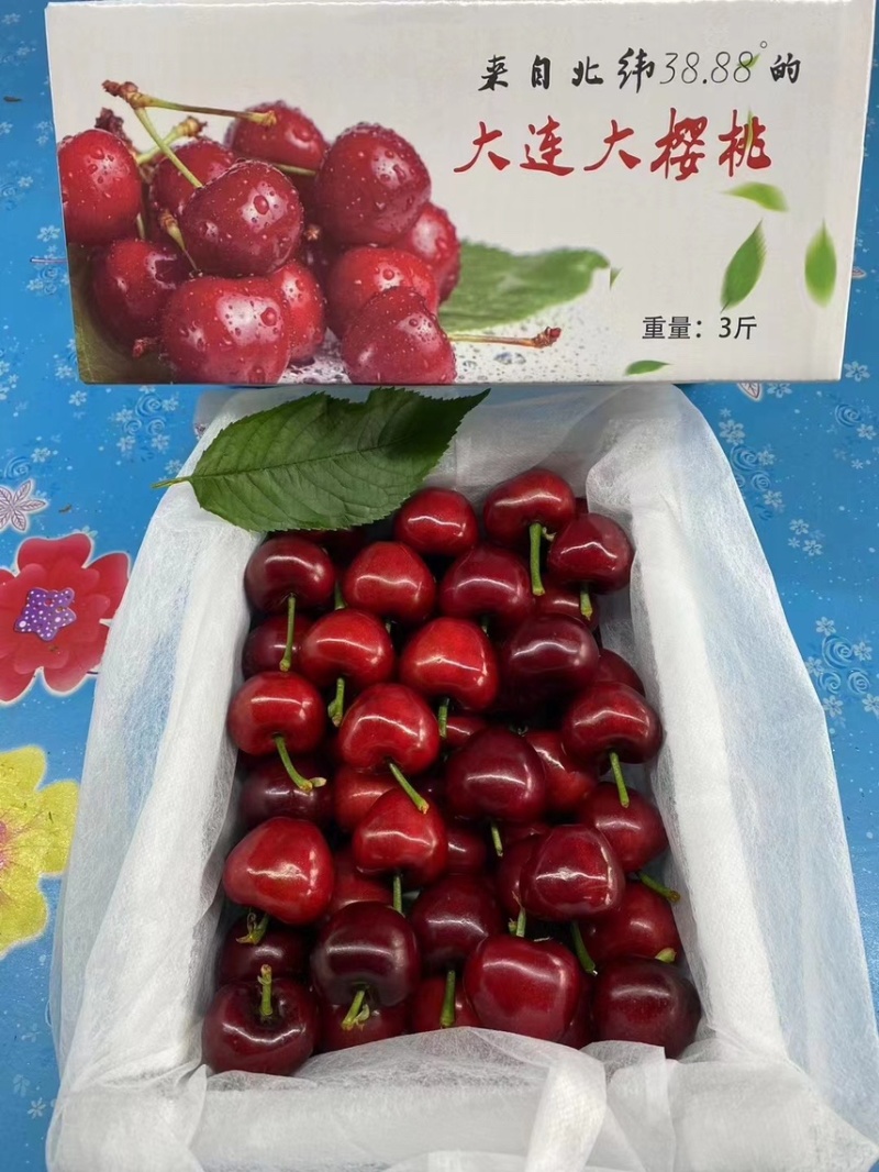 大连美早大樱桃现货供应一件代发顺丰大量有货