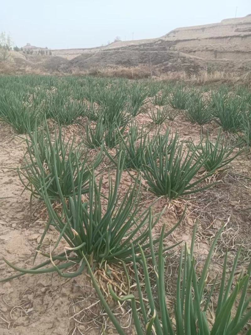 陕北榆林米脂山地红葱