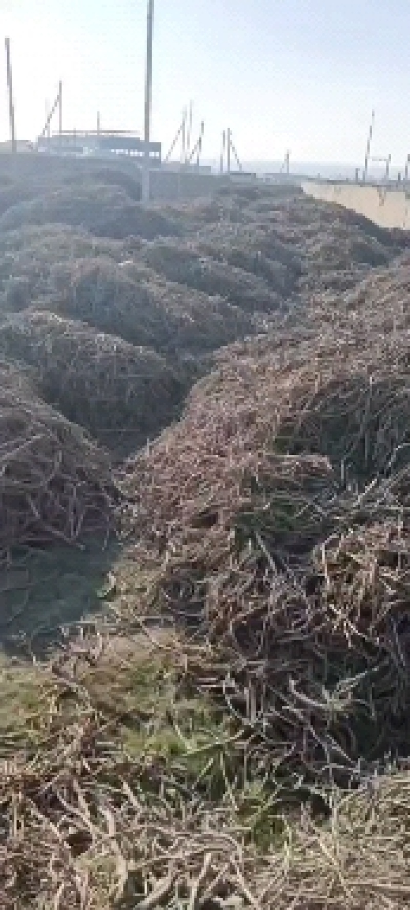 哈萨克斯坦进口甘草