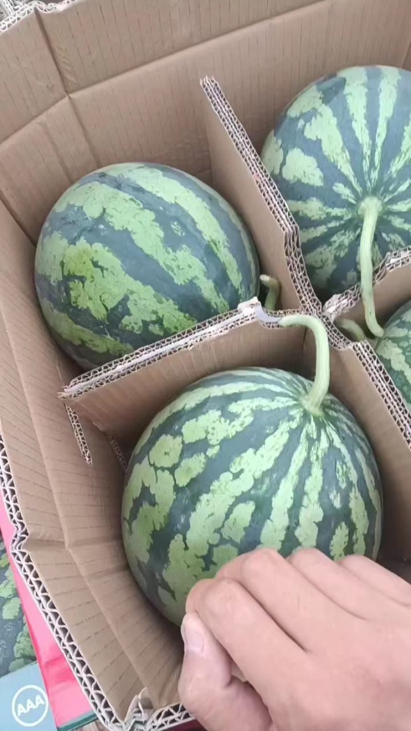 精品西瓜陕西产区无籽美都西瓜糖度高品质保障