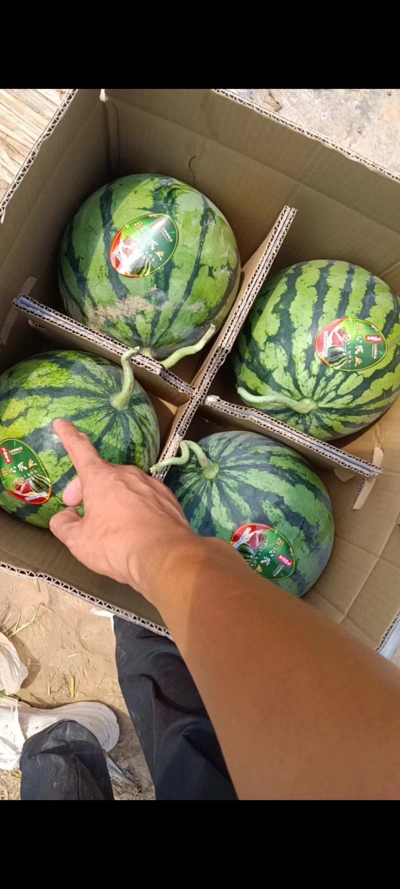 精品西瓜陕西产区无籽美都西瓜糖度高品质保障