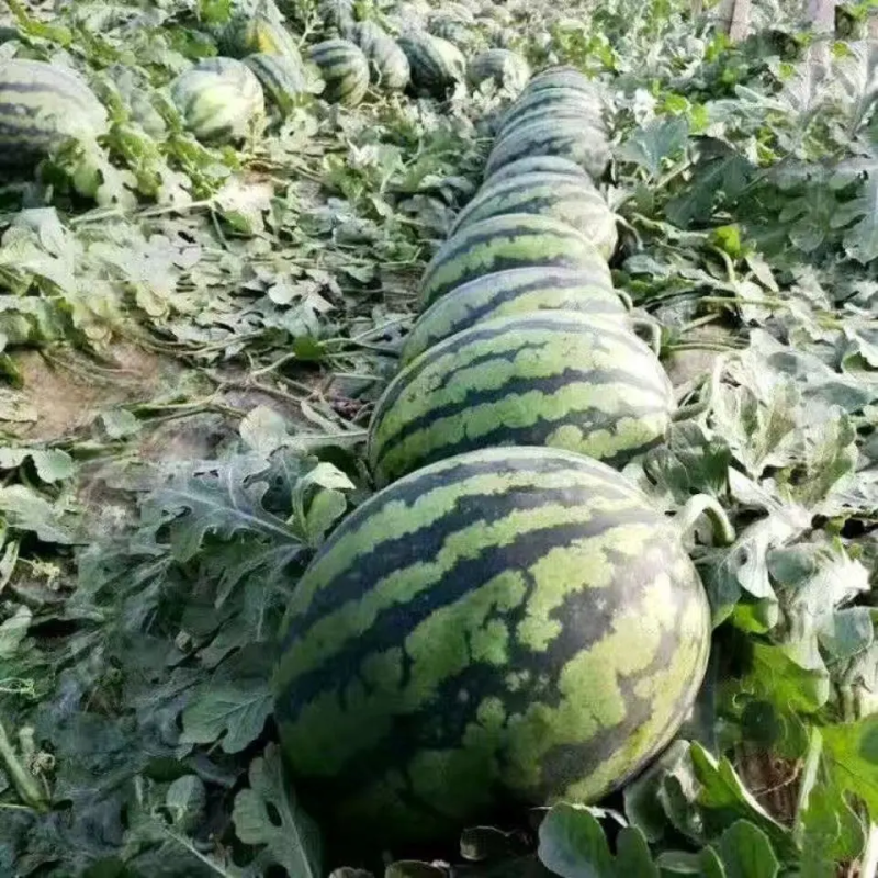 精品西瓜陕西产区无籽美都西瓜糖度高品质保障