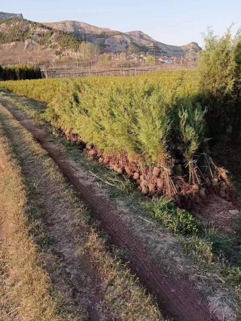 大量侧柏各种规格