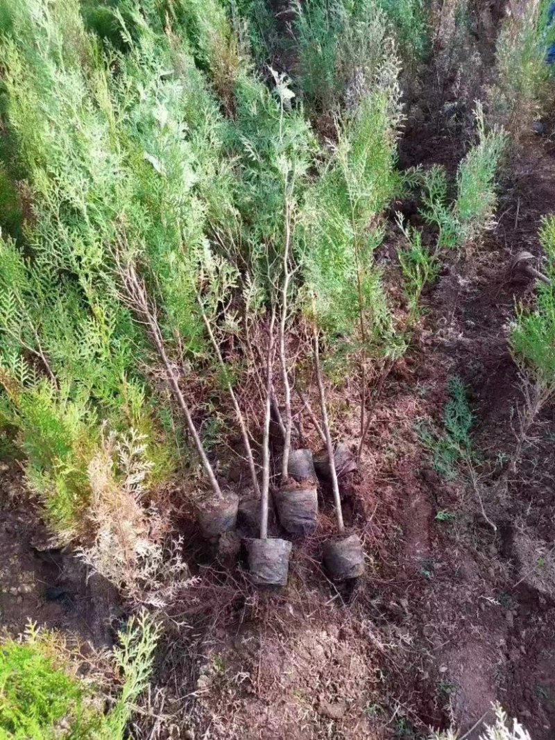 大量侧柏各种规格