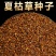 夏枯草种子白毛夏枯球种籽新采药材四季播种简单发芽率高阳台
