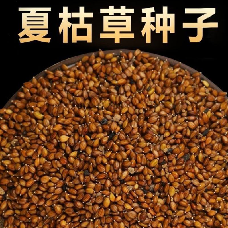夏枯草种子白毛夏枯球种籽新采药材四季播种简单发芽率高阳台