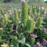 夏枯草种子白毛夏枯球种籽新采药材四季播种简单发芽率高阳台