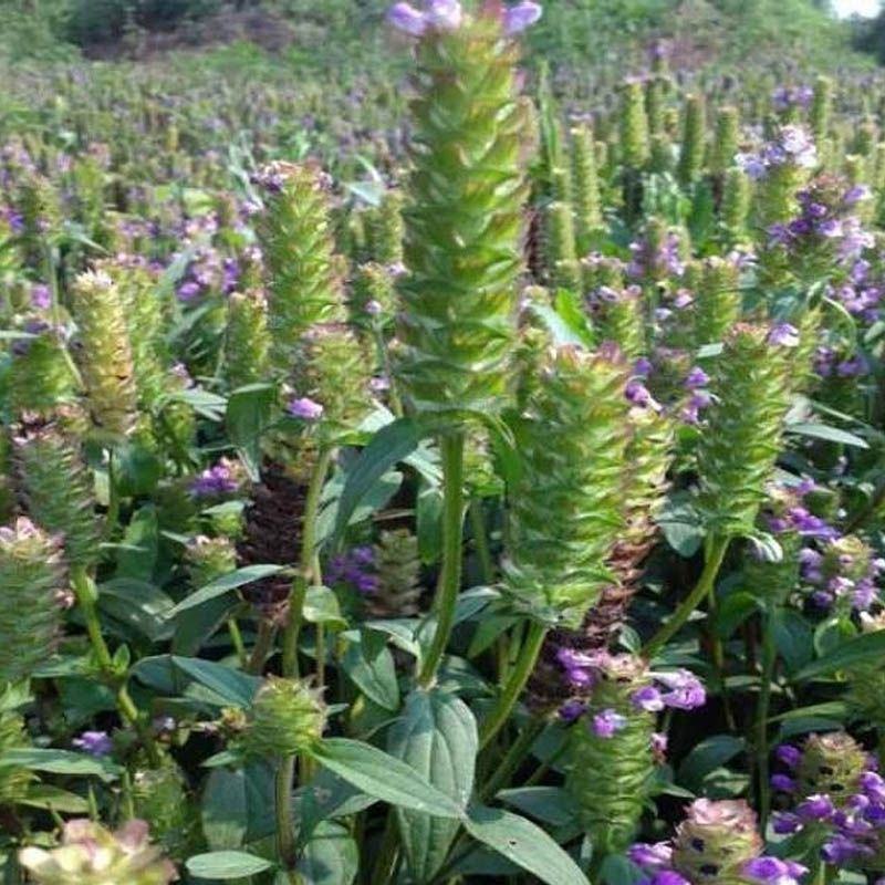 夏枯草种子白毛夏枯球种籽新采药材四季播种简单发芽率高阳台