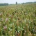 夏枯草种子白毛夏枯球种籽新采药材四季播种简单发芽率高阳台