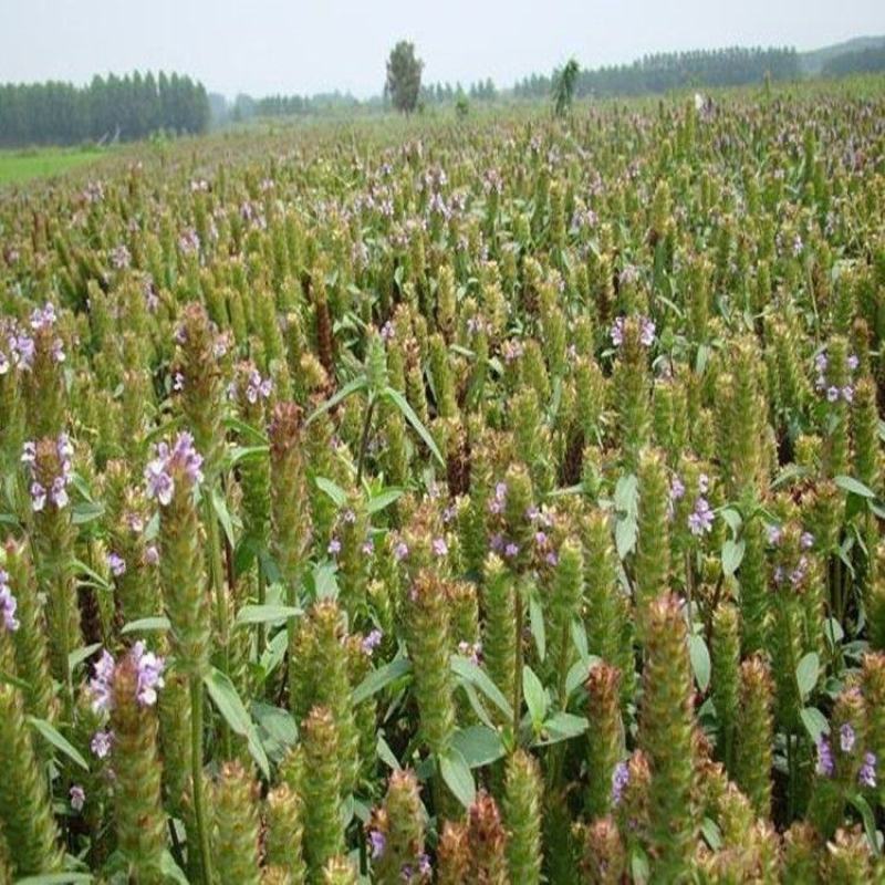 夏枯草种子白毛夏枯球种籽新采药材四季播种简单发芽率高阳台