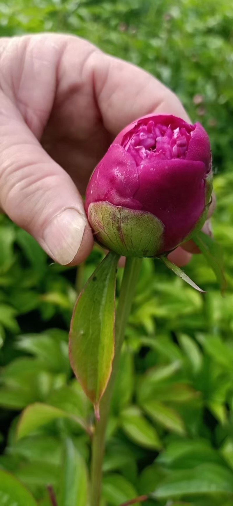 牡丹芍药鲜切花，常年提供优质千层观赏芍药鲜切花品种齐全