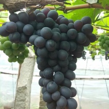 昌黎温室无籽玫瑰香