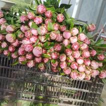 牡丹芍药鲜切花，常年提供优质千层观赏芍药鲜切花品种齐全