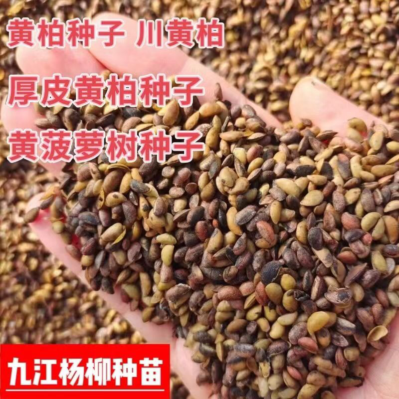 黄柏种子新上市的川黄柏种子厚皮黄柏种子