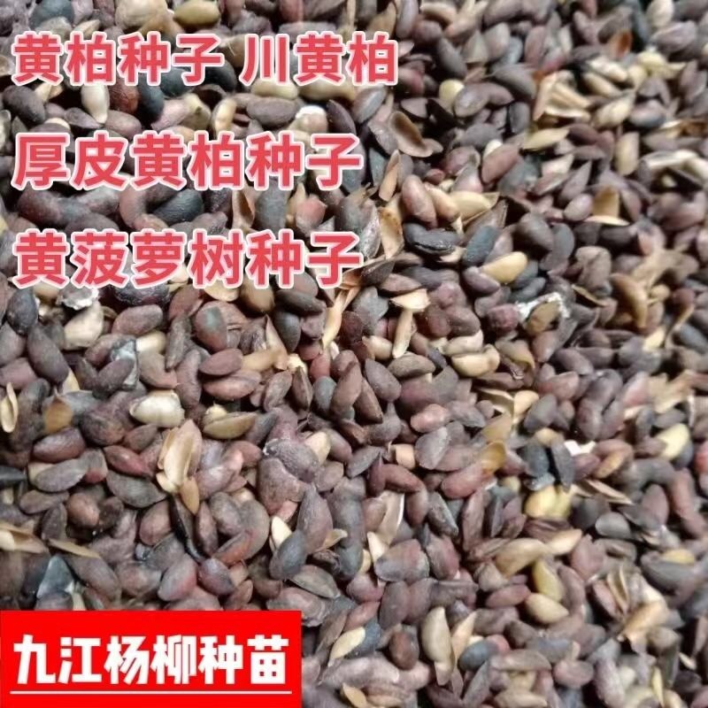 黄柏种子新上市的川黄柏种子厚皮黄柏种子