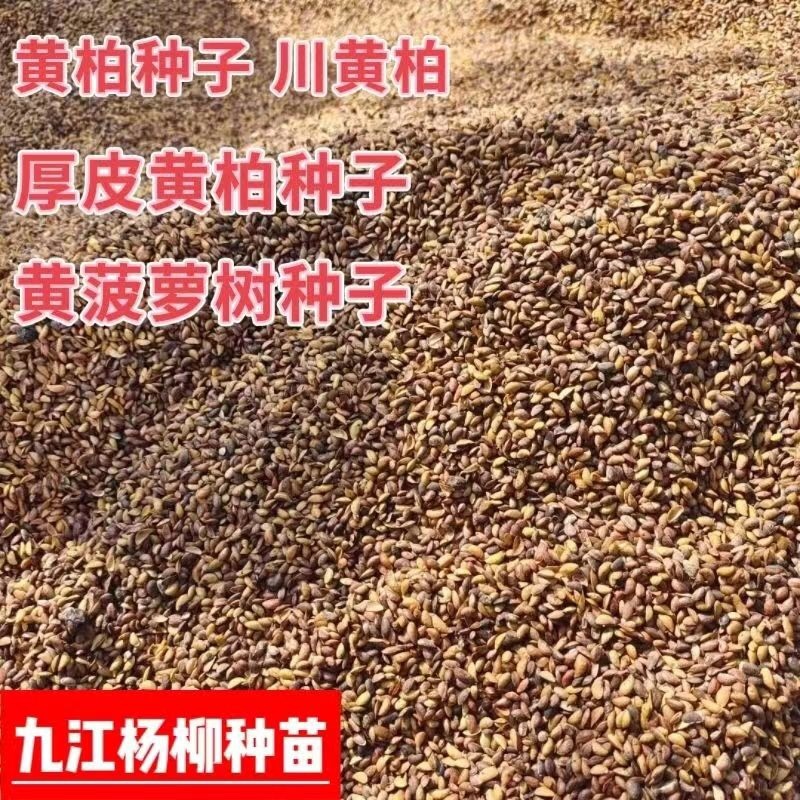 黄柏种子新上市的川黄柏种子厚皮黄柏种子