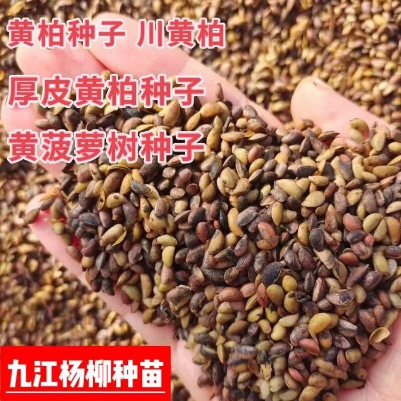 黄柏种子新上市的川黄柏种子厚皮黄柏种子