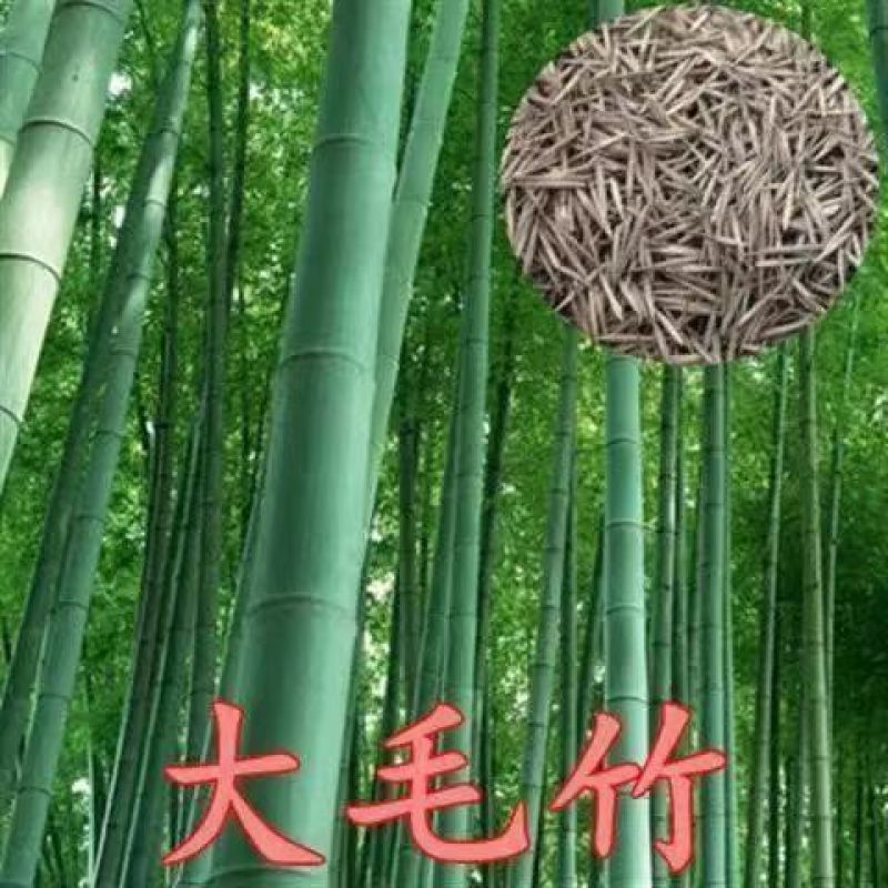 毛竹种子四季易种常年产竹笋量高毛竹种籽