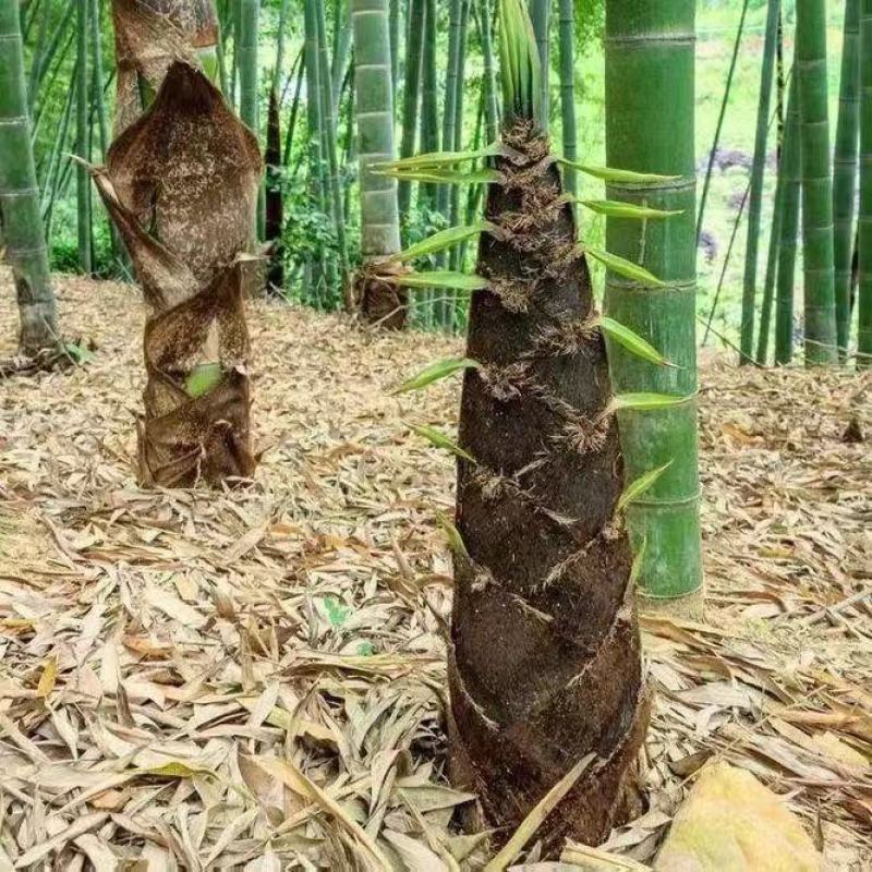 毛竹种子四季易种常年产竹笋量高毛竹种籽