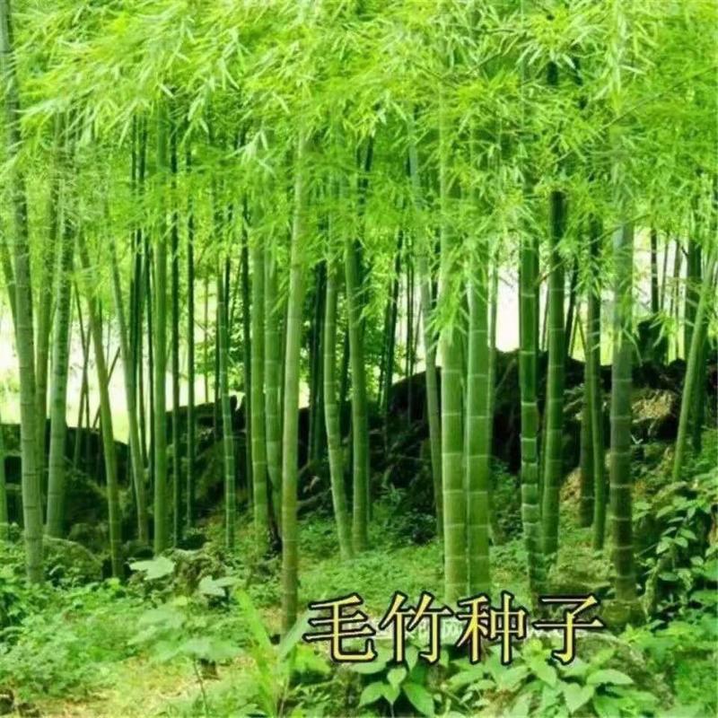 毛竹种子四季易种常年产竹笋量高毛竹种籽