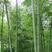 毛竹种子四季易种常年产竹笋量高毛竹种籽