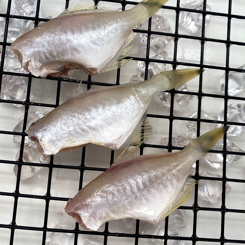 耗儿鱼马面鱼三去剥皮鱼扒皮鱼玻璃鱼火锅食材香煎烧烤干锅