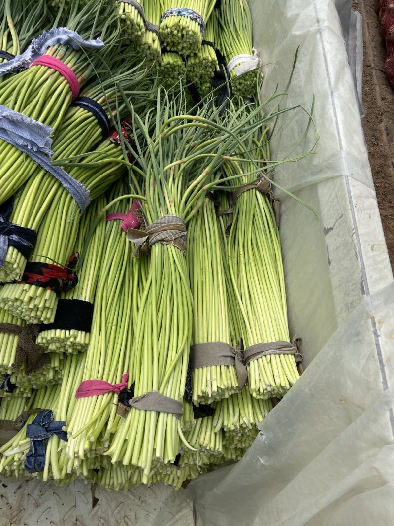 红帽蒜苔大量有货中，需要的老板赶紧联系