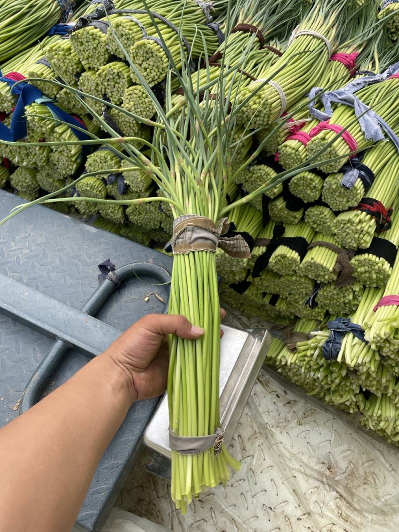 红帽蒜苔大量有货中，需要的老板赶紧联系