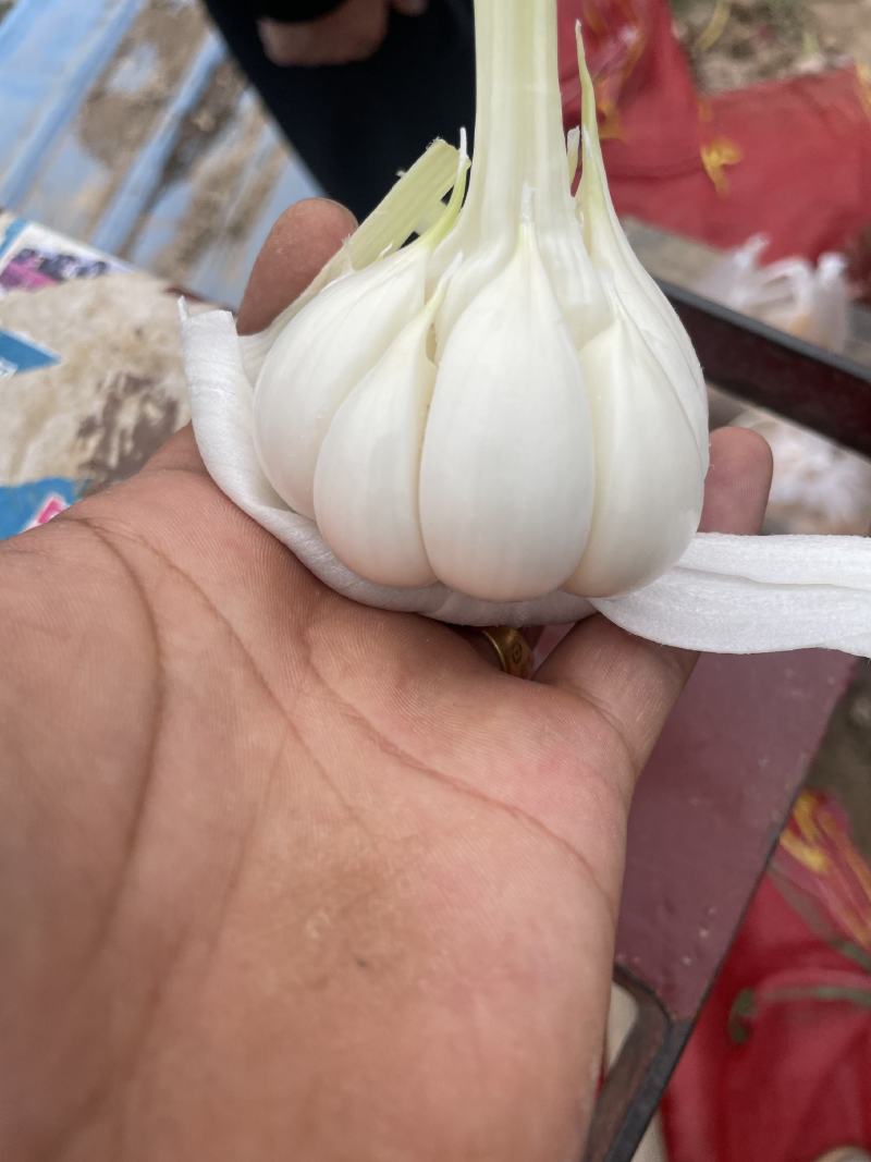 红皮大蒜大量有货中，需要的老板赶紧联系