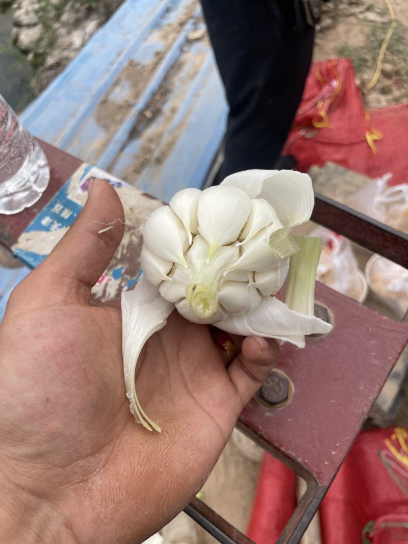 红皮大蒜大量有货中，需要的老板赶紧联系