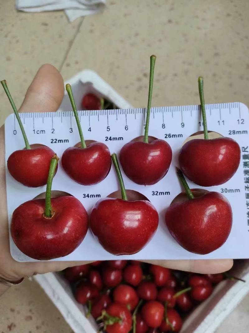 大荔美早樱桃现摘现发个大口感甜配置保证全国发货