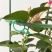 园艺8字扣爬藤黄瓜茄子扎绑8字扣植物固定扣葫芦圈园艺绿植