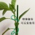 园艺8字扣爬藤黄瓜茄子扎绑8字扣植物固定扣葫芦圈园艺绿植
