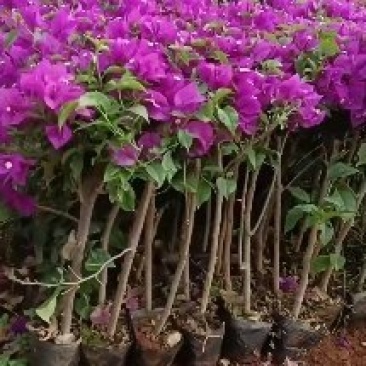 云南紫色安格斯三角梅盆栽地栽耐寒四季开花原盆原土直发花卉