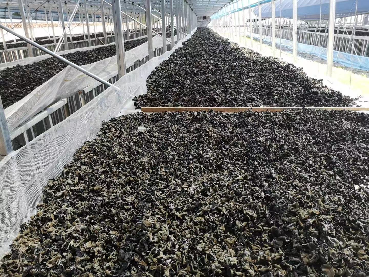 有机秋木耳包装展示