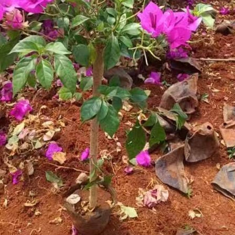 云南紫色安格斯三角梅盆栽地栽耐寒四季开花原盆原土直发花卉
