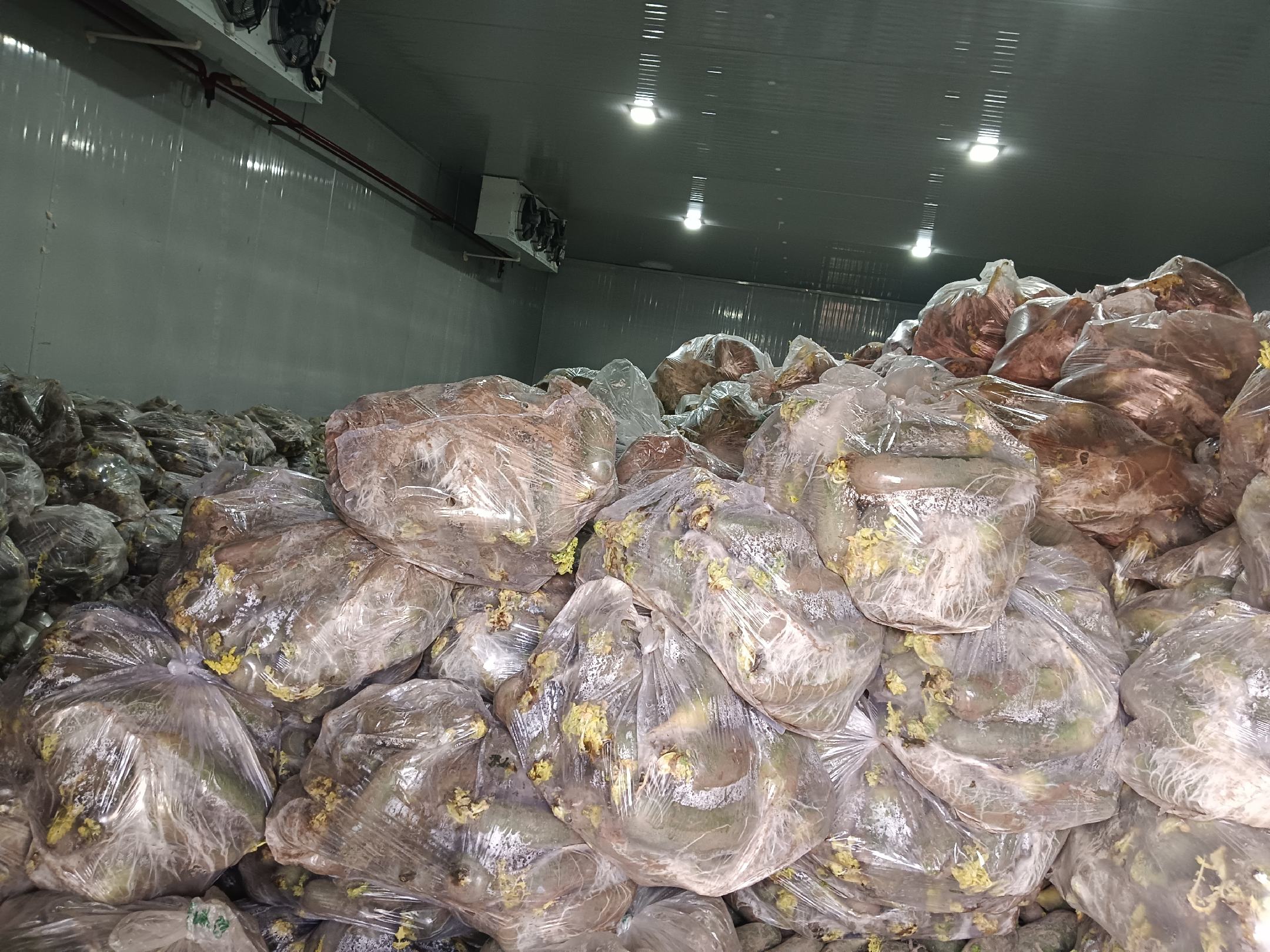 水果萝卜用保鲜袋包裹后放入冰箱冷藏,展示正确的保存方法 水果萝卜保存方式图