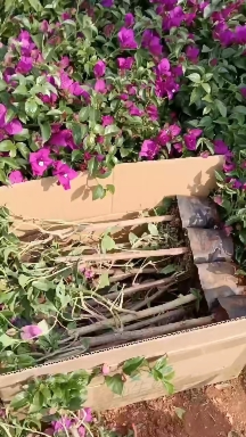 云南紫色安格斯三角梅盆栽地栽耐寒四季开花原盆原土直发花卉