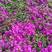 云南紫色安格斯三角梅盆栽地栽耐寒四季开花原盆原土直发花卉