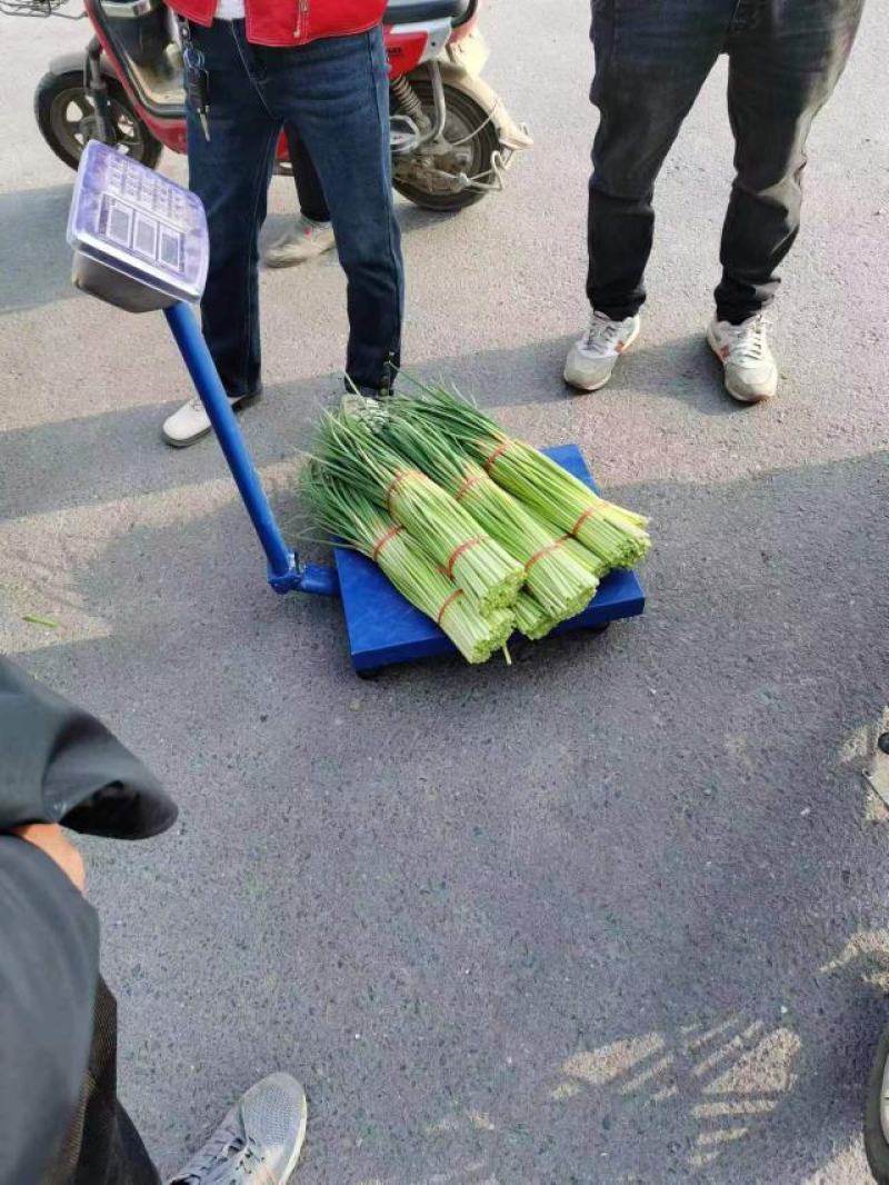 通许红帽蒜苔河南红帽蒜薹代存代储冷库出租