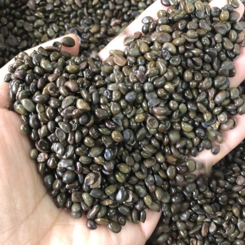 黄花槐种子，槐树种子，灌木种子，护坡种子
