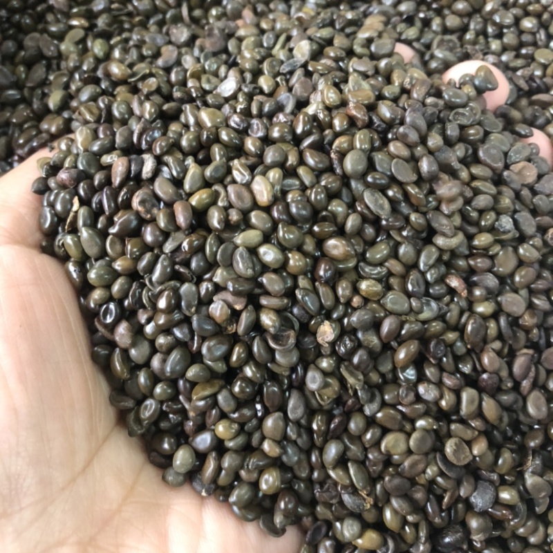 黄花槐种子，槐树种子，灌木种子，护坡种子