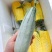 羊角蜜甜瓜脆甜可口产地直发品质保证欢迎看货可视频