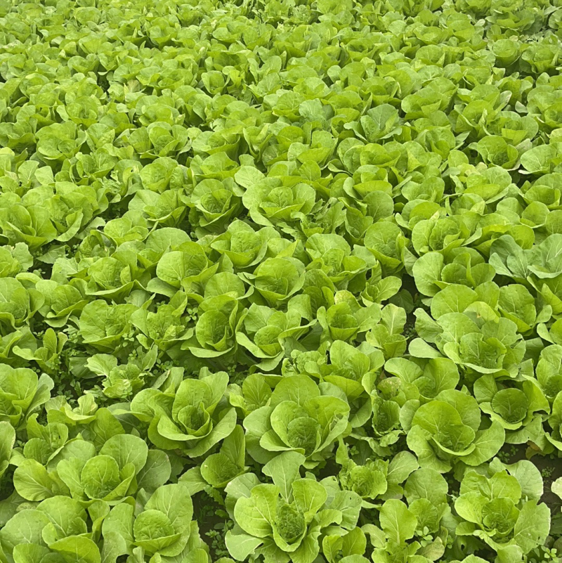 精品打包小白菜杭白菜新鲜无丝，产地供货