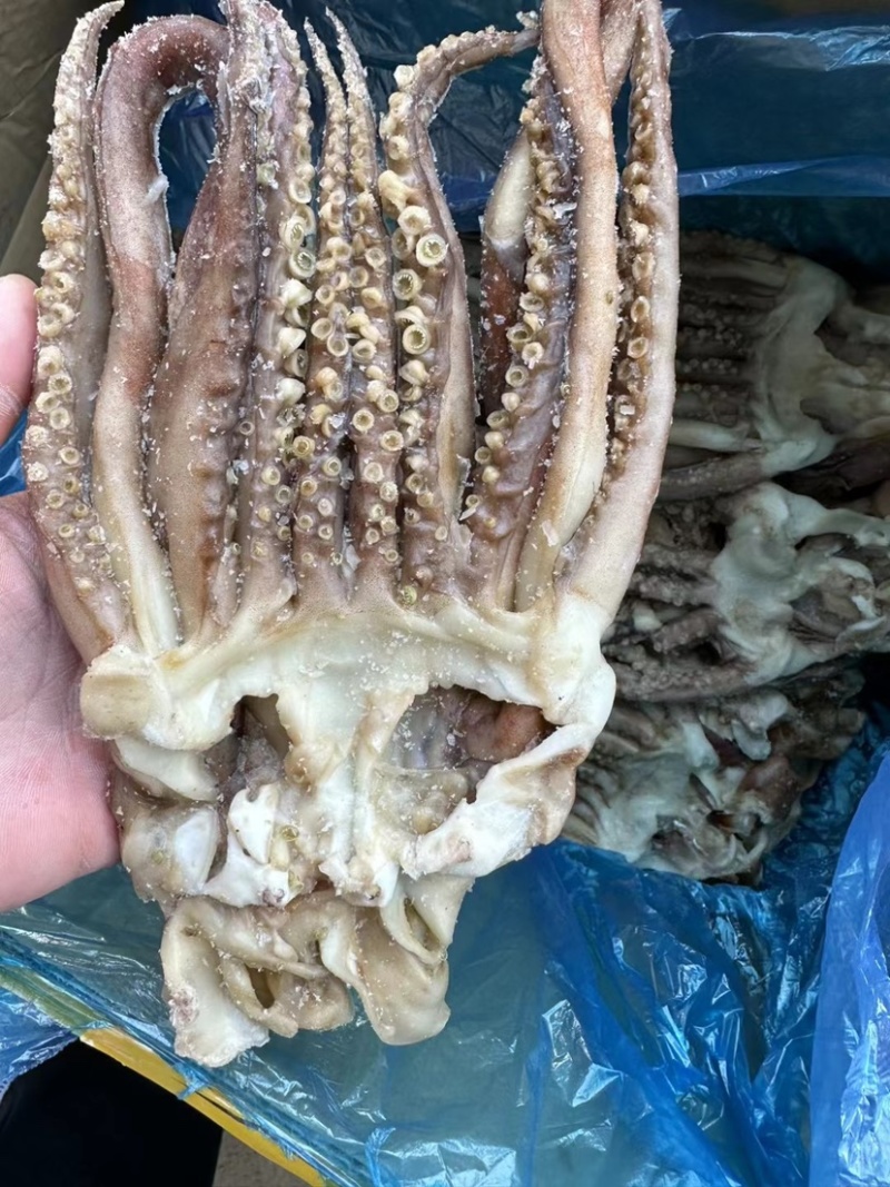 精品二本足鱿鱼须尤鱼须章鱼足鱿鱼头章鱼头鱿鱼丝鱿鱼条