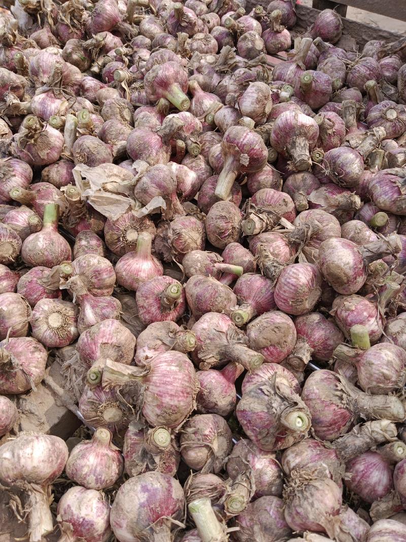 大蒜紫红皮鲜蒜，大量现货供应，可做各种包装