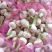 大蒜大量上市欢迎订购，根据当天行情收货，价格随行，欢迎各