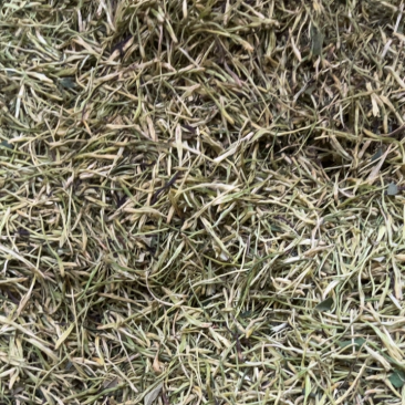 金银花