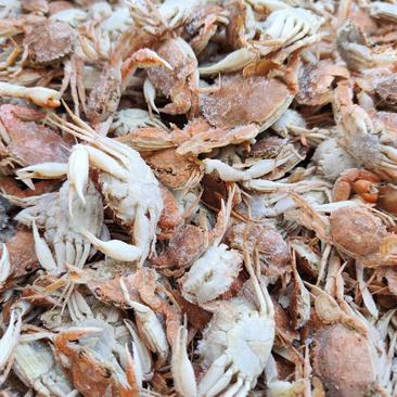 【热卖中】小螃蟹，可做加工麻辣螃蟹。可视频看货以质论价