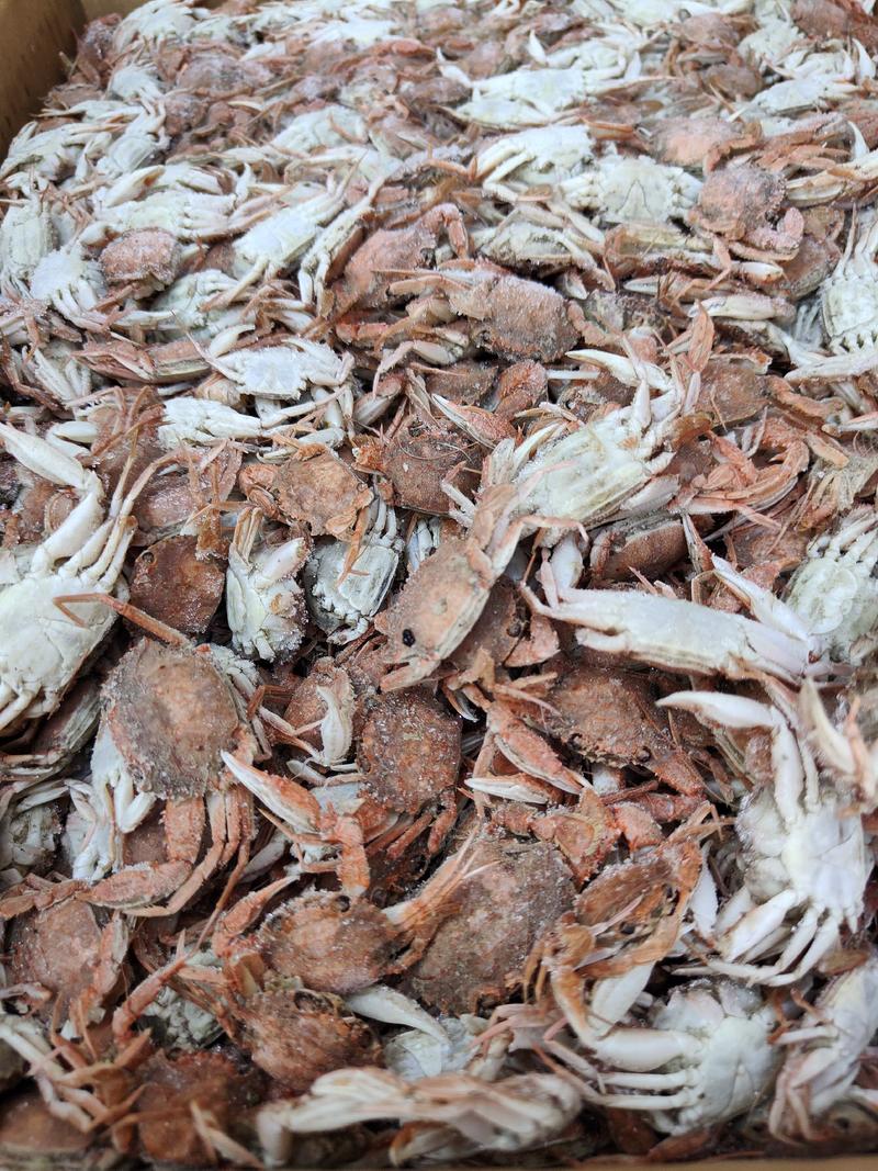【热卖中】小螃蟹，可做加工麻辣螃蟹。可视频看货以质论价